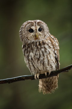Strix aluco. It occurs in the Czech Republic. Free nature. The wild nature of the Czech Republic. Beautiful image of the owl. From Owl's Life. Owl on the tree. Black eyes.