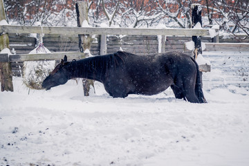 A black horse walks in a deep snowdrift
