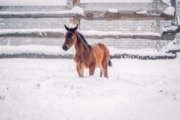 Fototapeta na wymiar Foal walks in the snow in winter