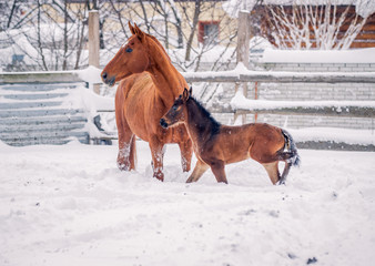 Foal walks with another horse in winte