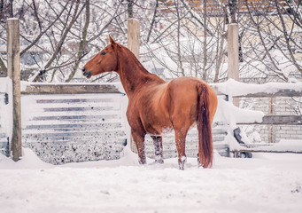 A red horse enjoys snow in winter