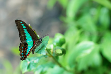 Common Bluebottle butterfly resting on a leaf.