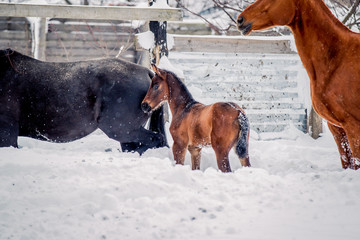 Foal walks in the snow in winter