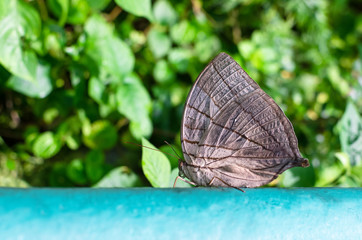 Butterfly resting on the railing