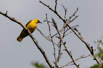 The European Golden Oriole bird on a branch.  The European Golden Oriole is some larger than Common Starling. Ukraine 2017