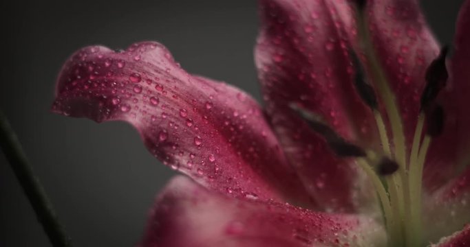 pink lily on black background closeup with drops of water