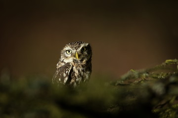 Athene noctua. The Little Owl is spread throughout Europe. The wild nature of the Czech Republic. Nature. Free nature. From Owl's Life. Beautiful picture.