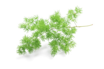Asparagus setaceus isolated