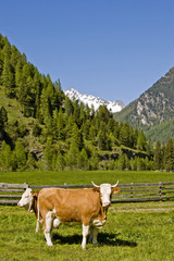 Fototapeta na wymiar Zwei Kühe auf einer Almwiese