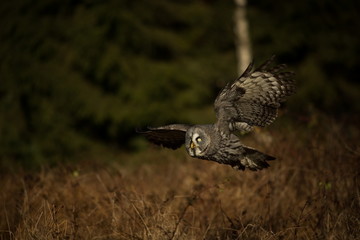 Strix nebulosa. Owl is spread in Scandinavia. In North Asia and North America. Beautiful picture. Nature of the North. Scandinavia. Europe. Free nature. From Owl's Life.