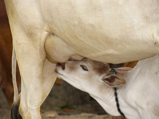 Cow suckling her calf. © RealityImages