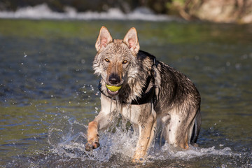 Czechoslovakian Wolfdog retrieving a ball from water, Italy