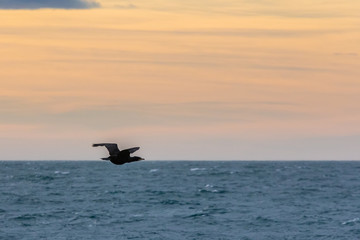 cormorant flying in the evening light