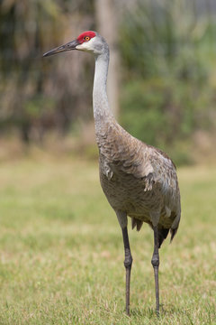 Sandhill crane (Grus canadensis), Florida, United States