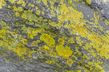 stone and lichen