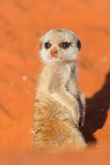 Meerkat puppy (Suricata suricatta), Kalahari desert, Namibia