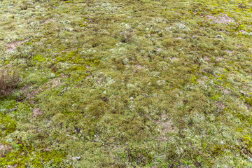 reindeer lichen detail