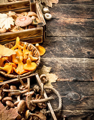 variety of forest mushrooms.