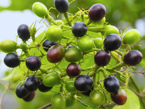 Carissa spinarum, conkerberry or bush plum .Wild fruits. Grows in tropical region.