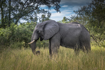 Fototapeta na wymiar wild animal elephant in kruger national parc