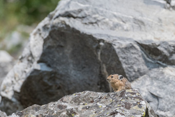 Pika Looks Out Over Alpine Meadow