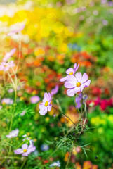 Flowers in garden