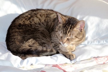 A small tabby cat sleeping near the pillow on the bed.