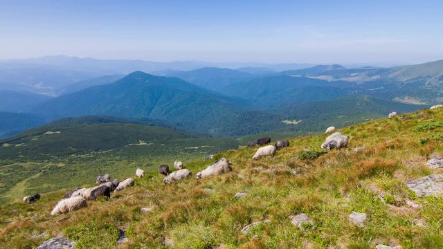 High in the mountains shepherds graze cattle on the background of the Carpathians landscape. Landscape video. Nature video. 4K, 3840*2160, high bit rate, UHD