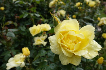 バラ園の黄色いバラの花