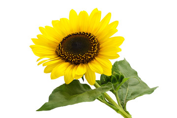 Naklejka premium sunflower plant isolated