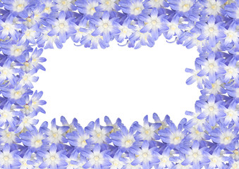 Frame, postcard of spring flowers (helidoxa)  isolated on white background.