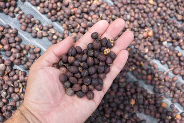 Drying coffee beans in hands under the sun.