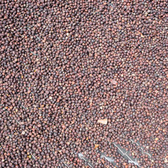 Drying coffee beans in hands under the sun.