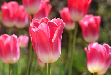 Tulipe rose et blanc au printemps au jardin