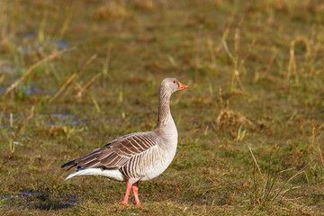 Obraz na płótnie Canvas Greylag goose standing on the meadow