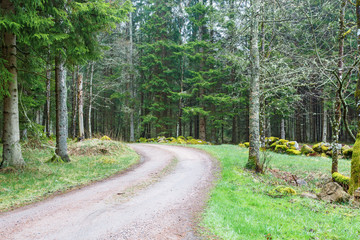 Curvy dirt road in the forest