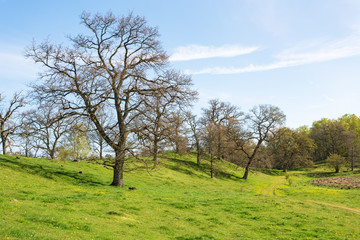 Fototapeta na wymiar Oak tree in spring landscape