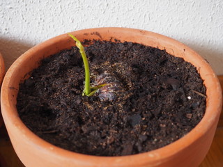 Brote de castaño recien germinado.