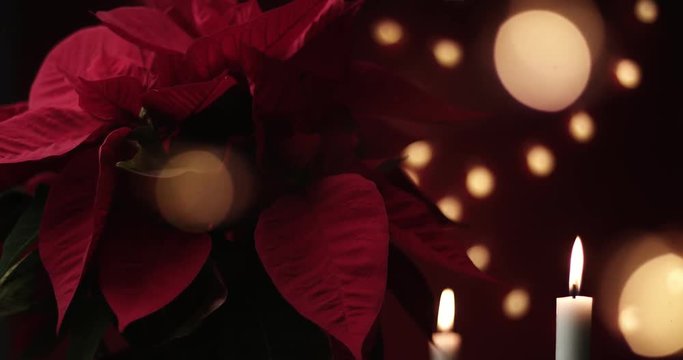 christmas flower with lights around. Sweet home ambient, decoration christmas light