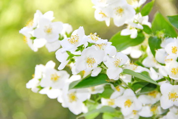 Jasmine spring flowers
