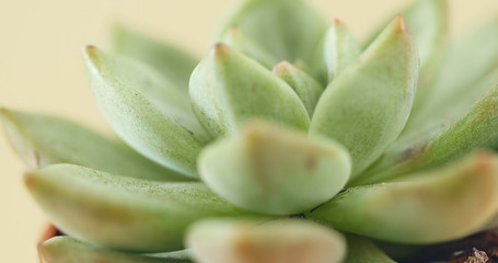 Fototapeta premium Miniature succulent plant