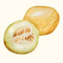 Melon - ilustracja ręcznie malowana