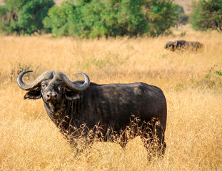 African Buffalo or Cape buffalo - Scientific name: Syncerus caffer subspecies aequinoctialis - standing in tall grass looking into the camera
