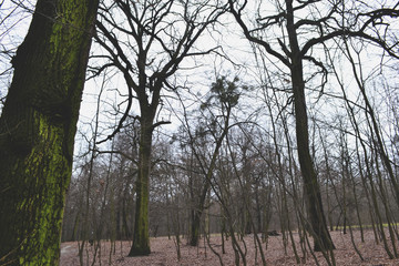Fototapeta premium Walk in the winter forest. Falling leaves. Seasonal woods.
