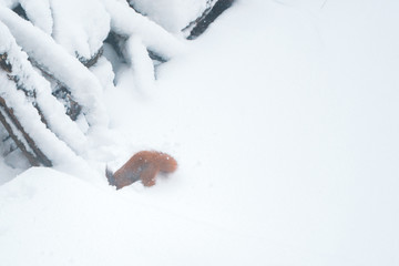 Squirrel on a winter day in a park in the snow.