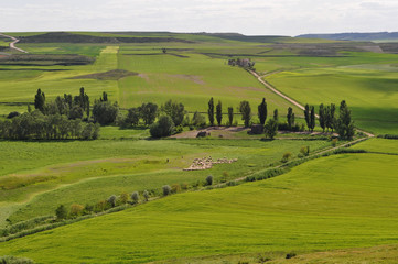 Campos verdes de Montealegre, Valladolid, España