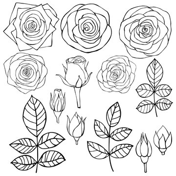 Hand drawn flowers. Roses. Vector sketch  illustration.