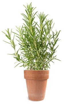 Rosemary in vase