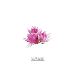 Pink Water Lily on white background