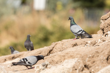 Pigeon on rock